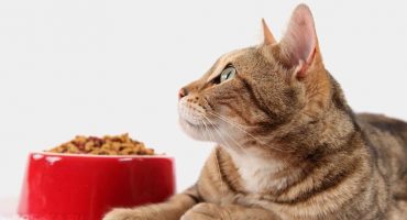 Paras ruoka steriloiduille kissoille