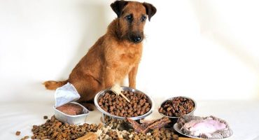 Paras koiranruoka - valmistajien luokitus